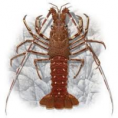 Lagosta Fresca Inteira 